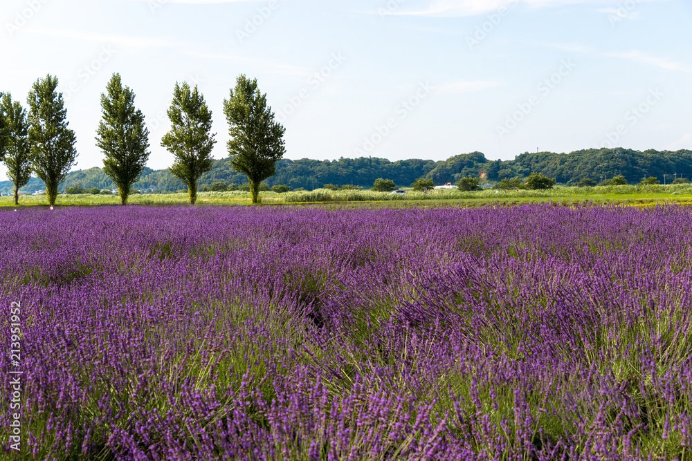 🌸 사쿠라 라벤더 정원(사쿠라 라벤다란도) 이미지 8